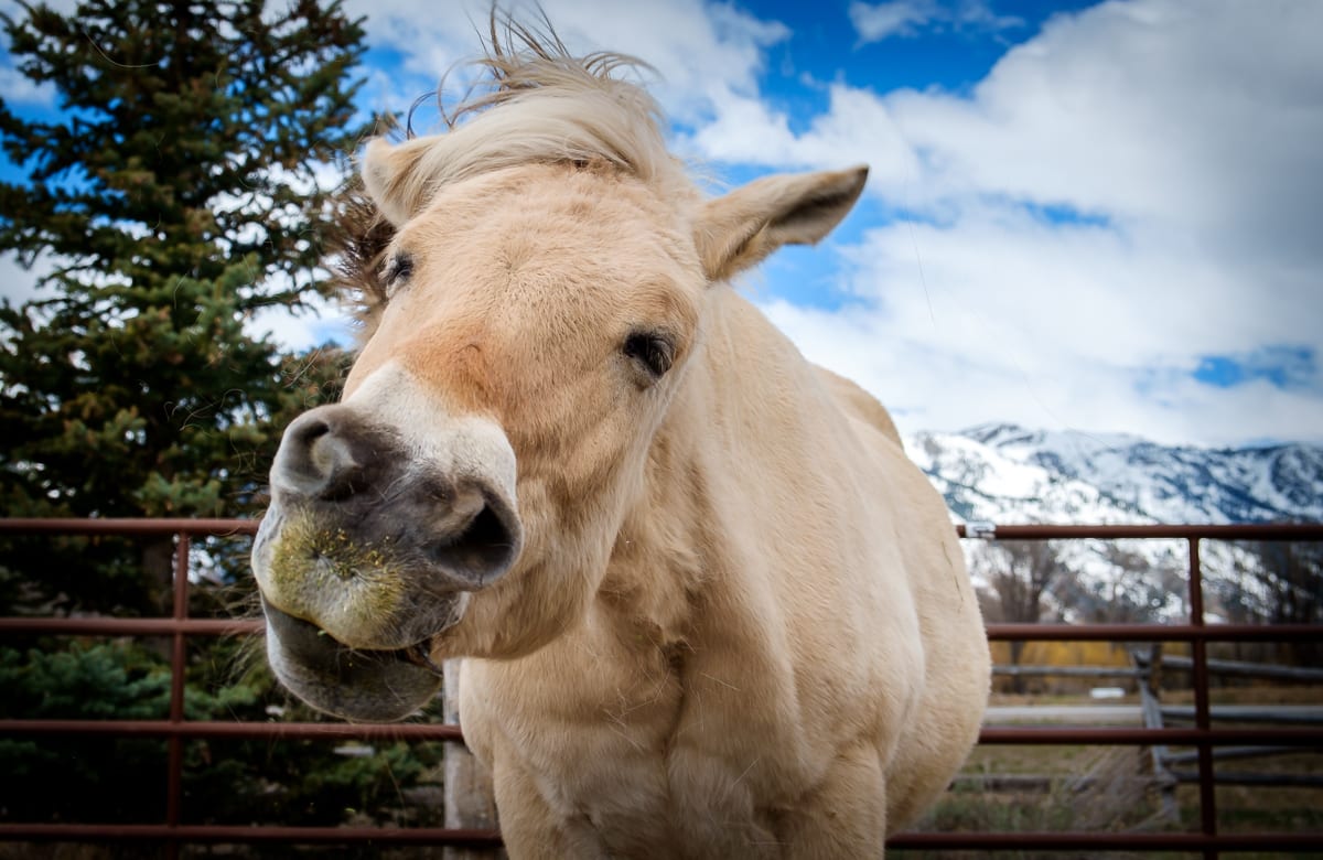 Horse Play & Trivia