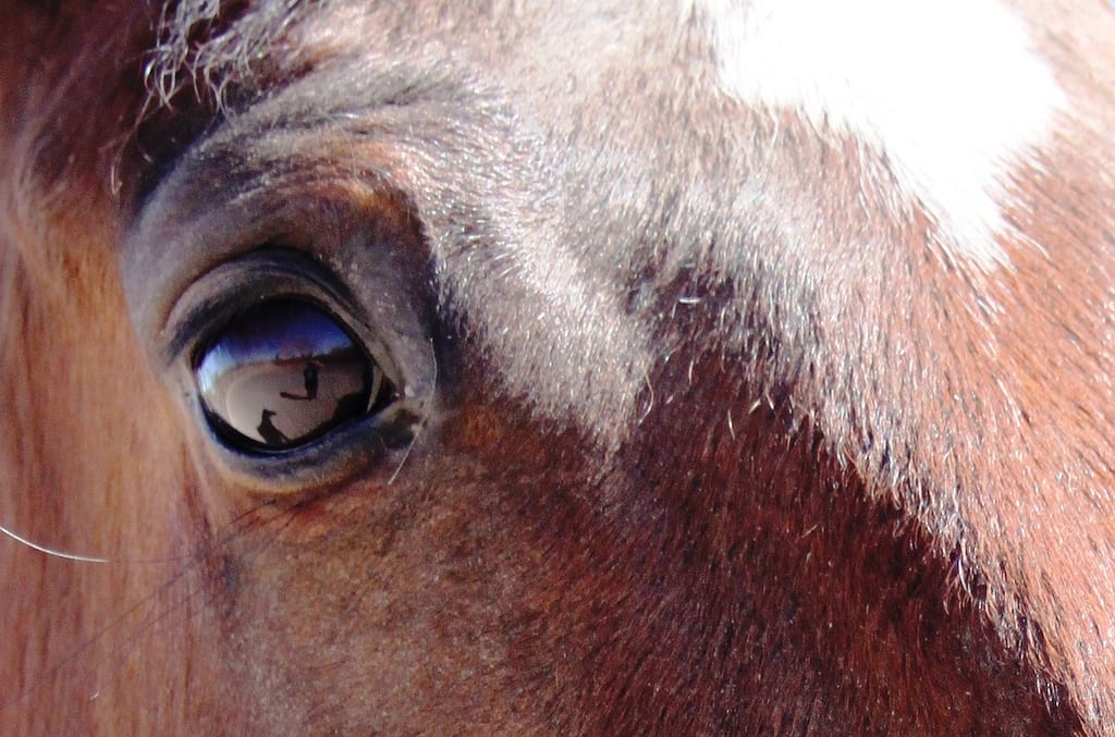Horse Vision