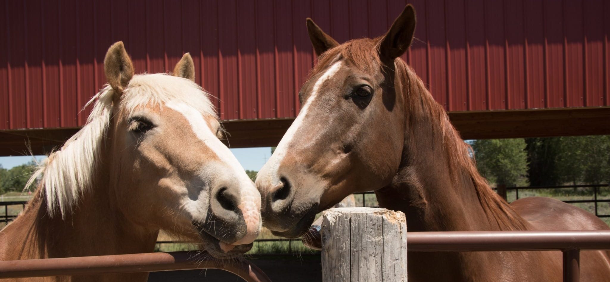JHTR’s Talented Horses