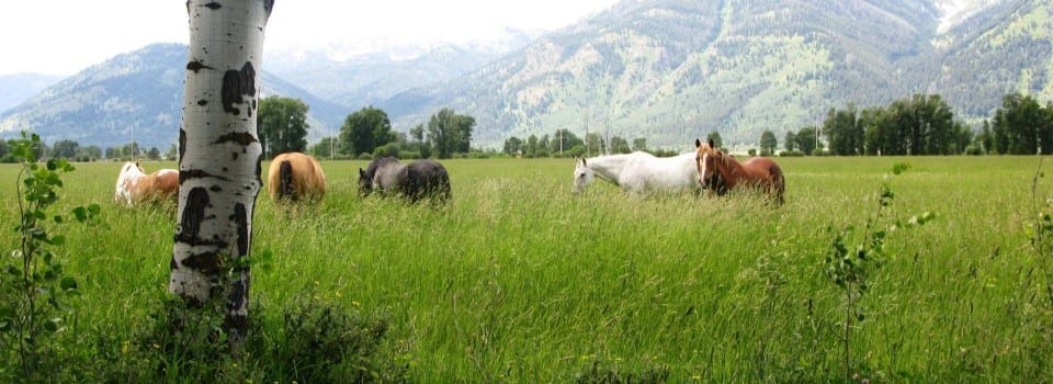 JHTR’s Horses