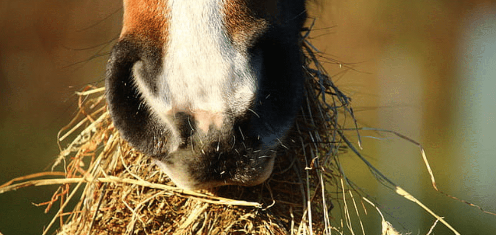 Horse Nutrition